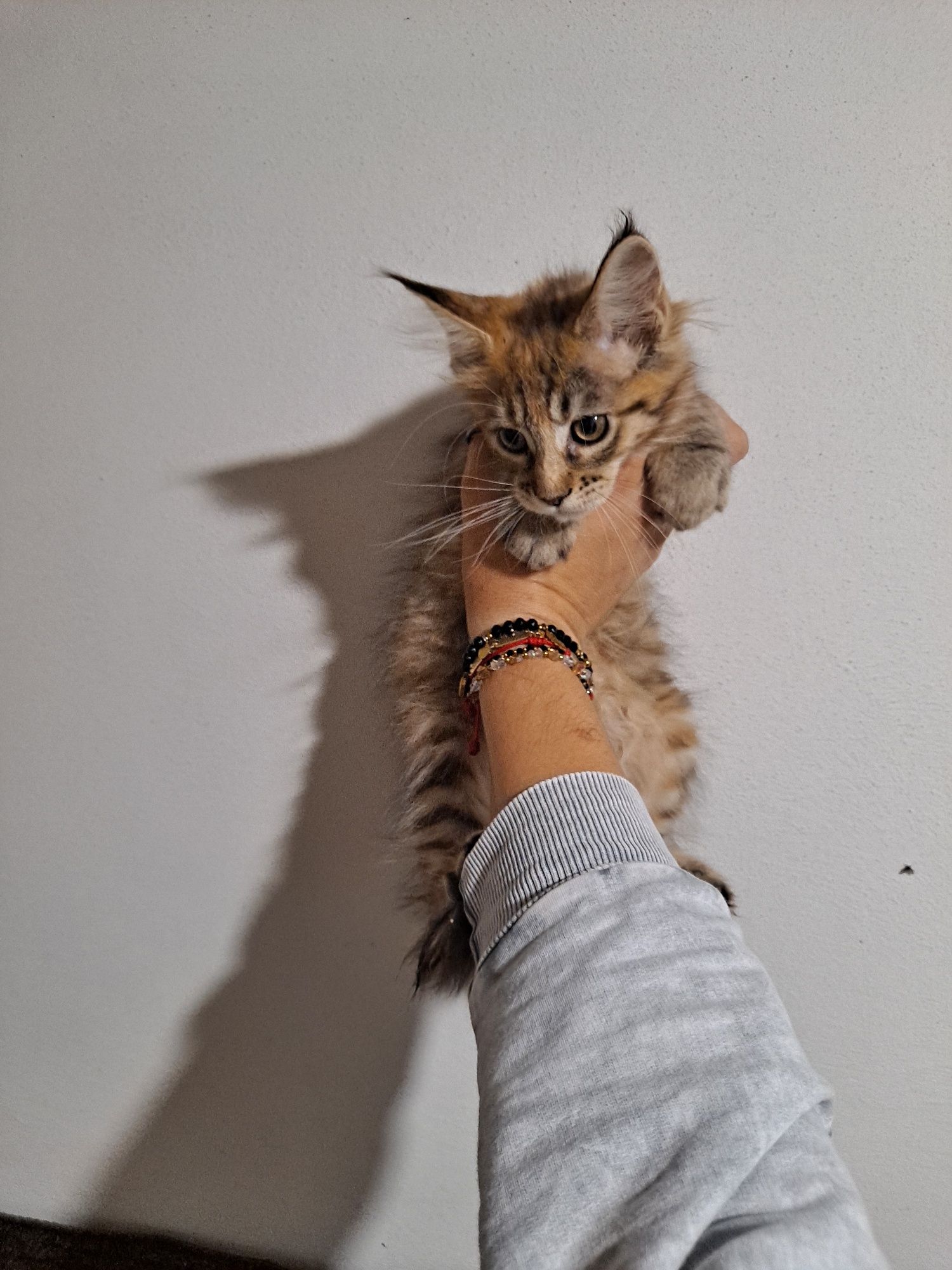 Kotła maine coon