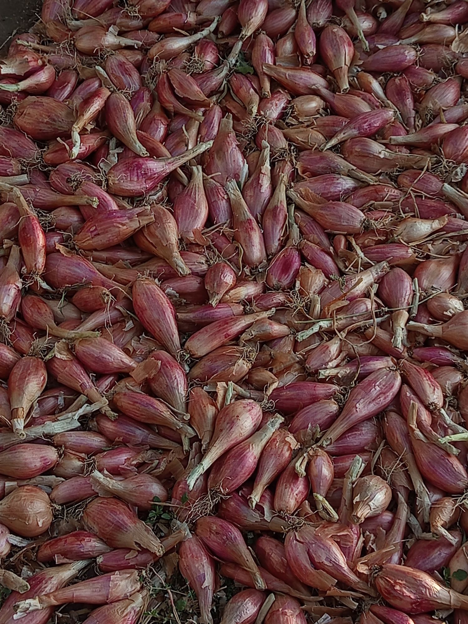 Продам цибулю і часник