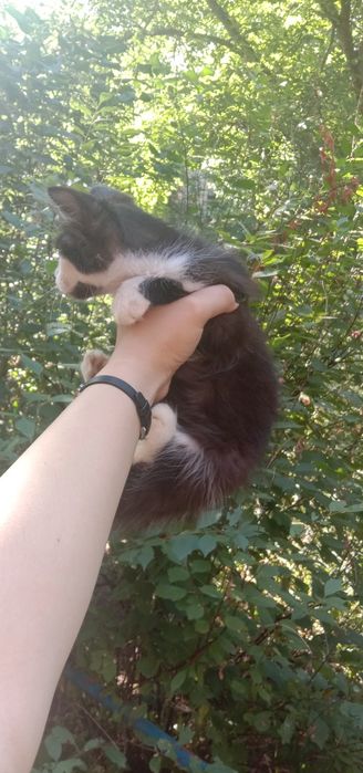 Красивый котик даром. Кот бесплатно. Котята. Котенок