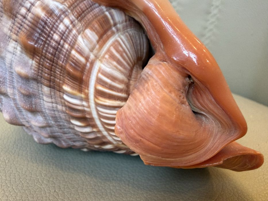 Ракушка Циприякасис Руфа губы мушля идеальная Маврикий