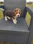 Beagle tricolor śliczna suczka