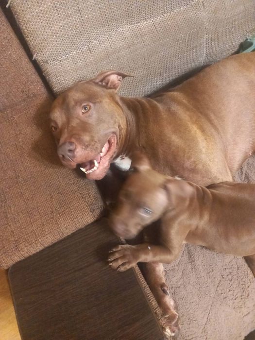 Щенок питбултерера девочка каричневая с белым