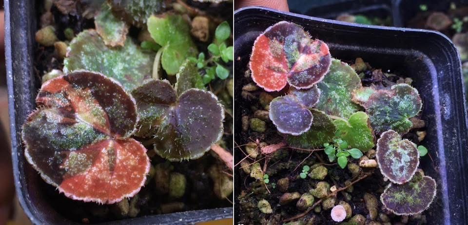 Begonia austrovietnamica Бегония