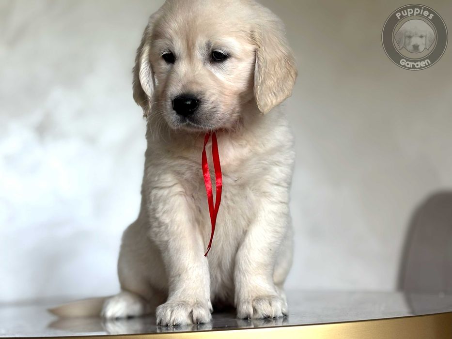 Szczeniak Golden Retriever - Suczka