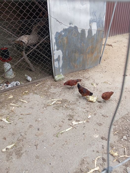 Brodacz wąsacz Antwperski kogut