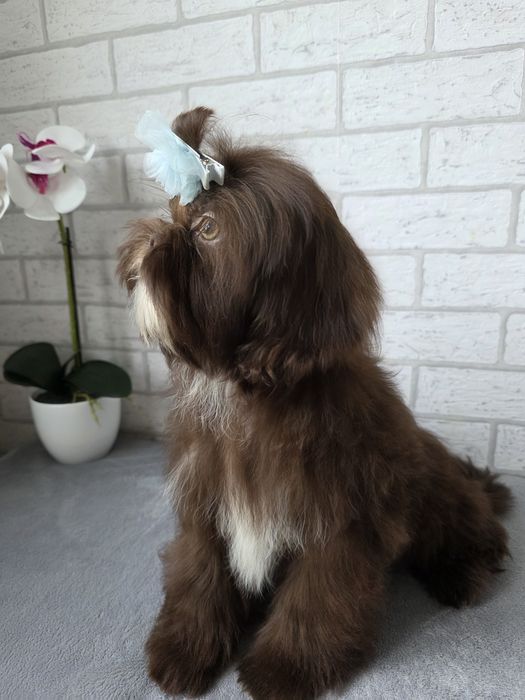 Shih Tzu Suczka czeko KOMPLET SZCZEPiEŃ