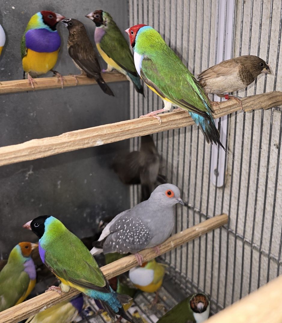 Diamantes gold aves lindas