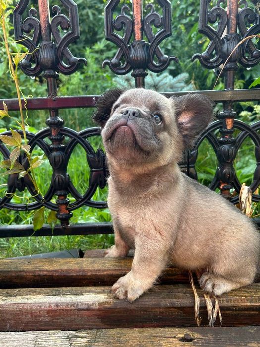 Французький бульдог Флаффі