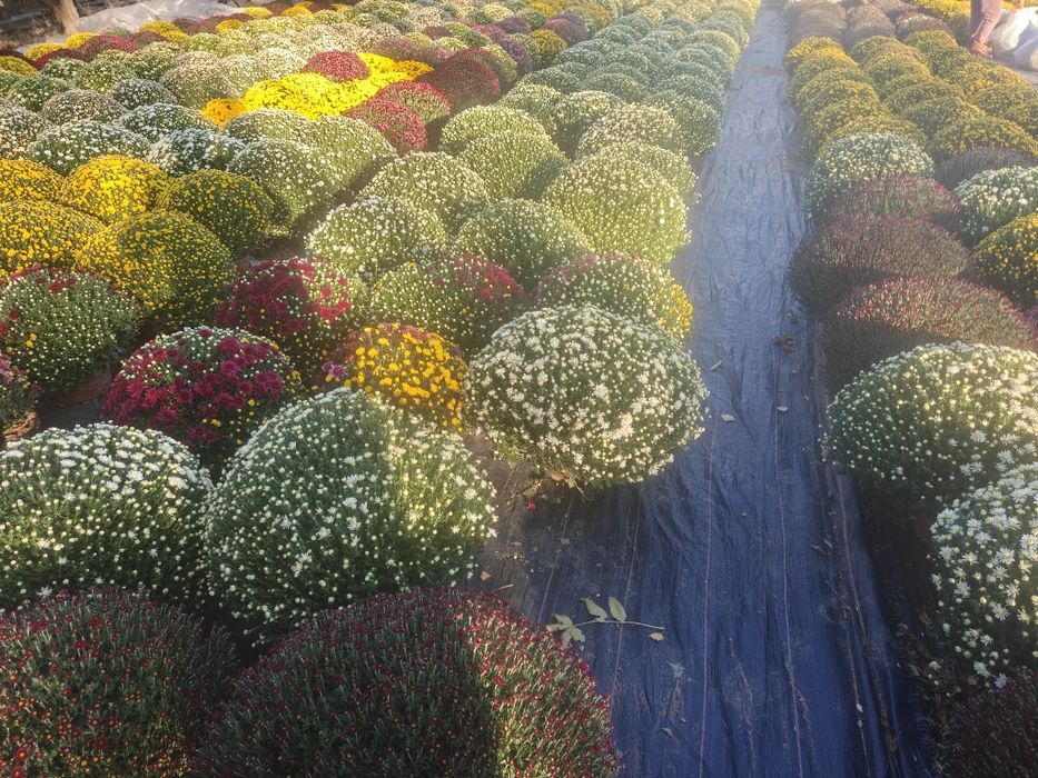 Chryzantemy drobnokwiatowe, wrzosy