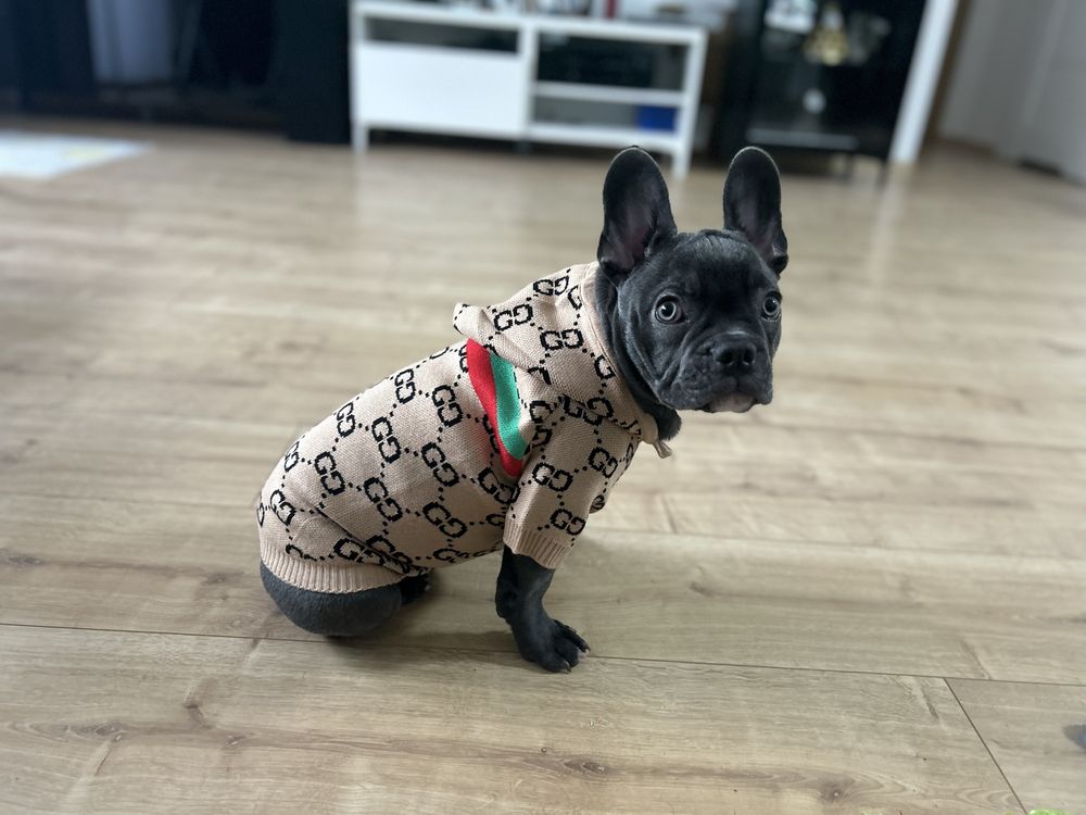 Luksusowe ubranko dla psa
