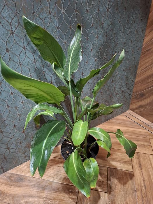 Strelicja królewska