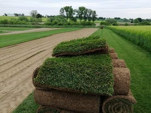 Trawa z rolki # bezpośrednio od producenta
