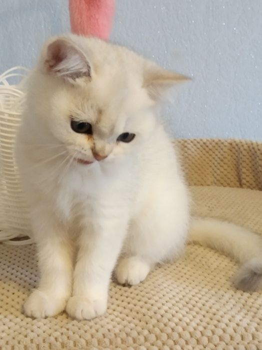 Шикарний малюк - срібна шиншилла