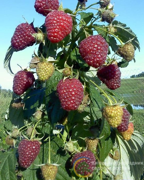 Продаємо саджанці малини