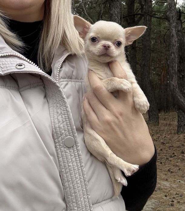 Przepiękna sunia mini chihuahua FCI