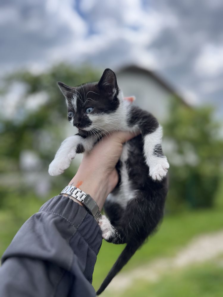 Віддамо кошенят у добрі руки