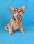 Male French Bulldog Exotic coloring