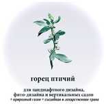 Горец птичий СПОРЫШ семена природный ЭКО- ГАЗОН низкий для ленивых