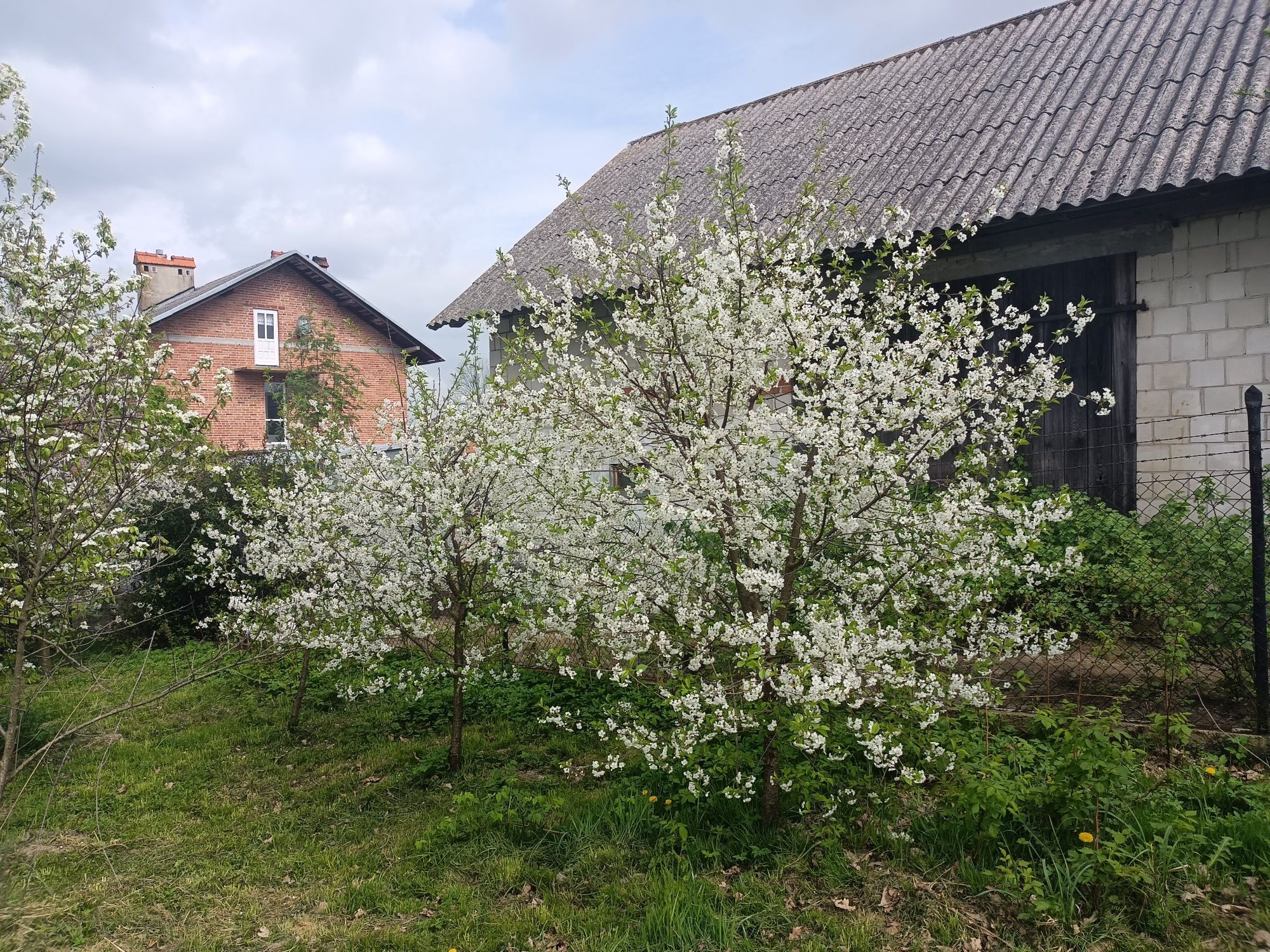 Sadzonki wiśni stara odmiana odporna na choroby i przymrozki