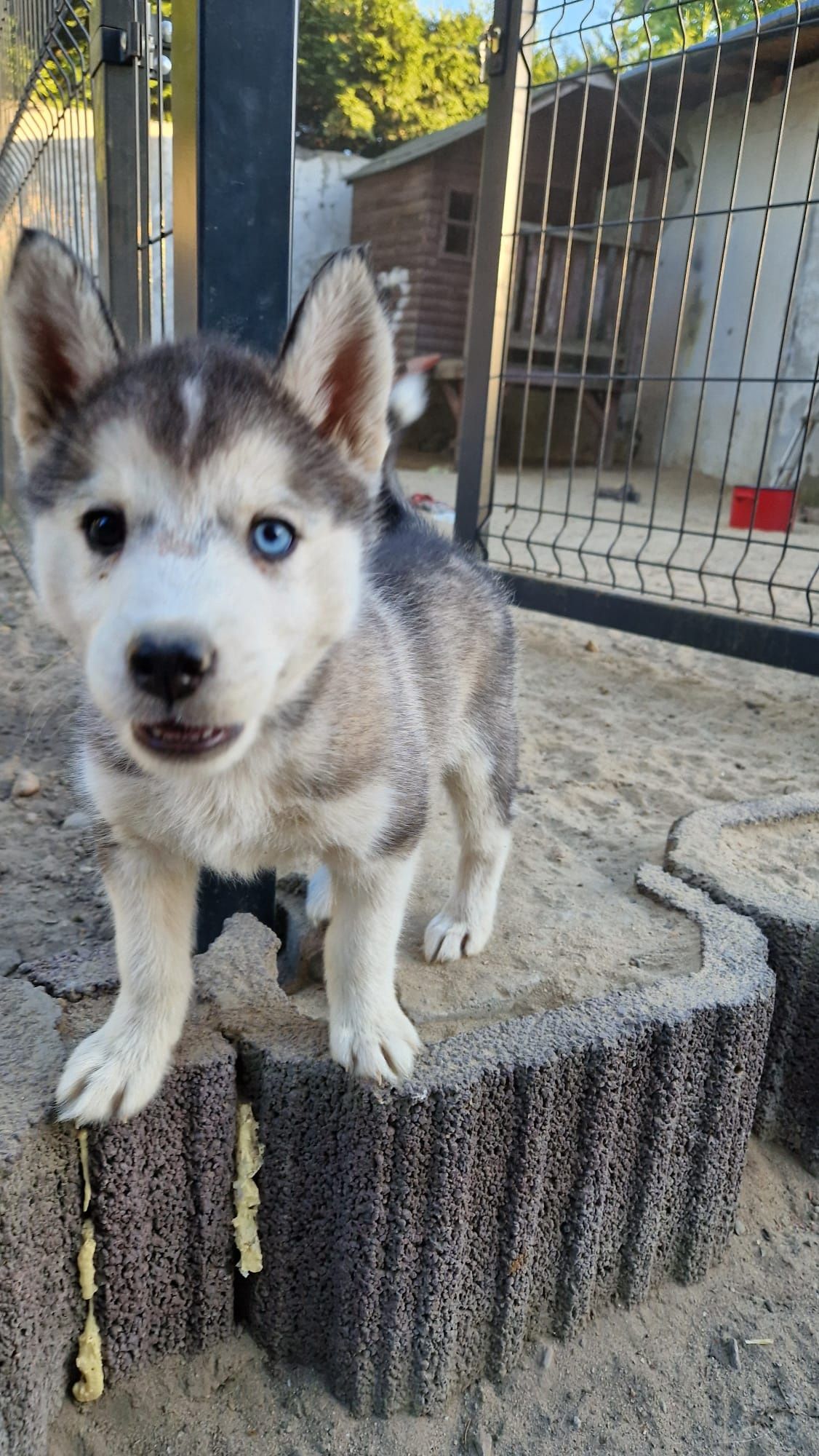 Szczenięta Siberian Husky