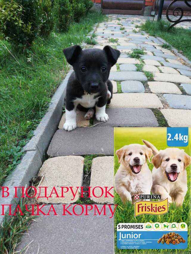 Віддамо цуцика дівчинку в хороші руки