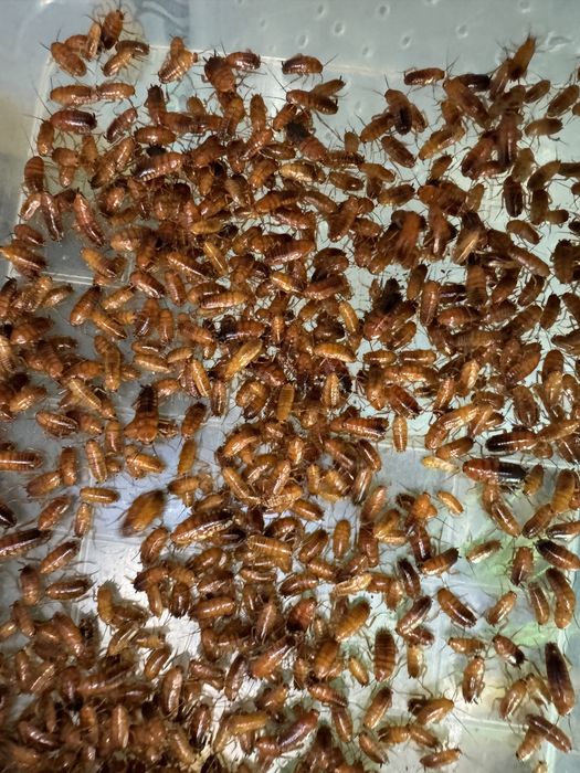 Туркменський тарган, тарган який не повзає по стінам