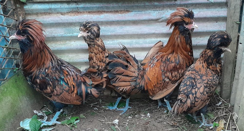 Czubatki Padewskie