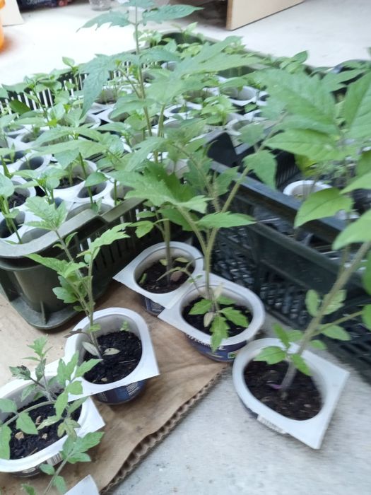 Sadzonki pomidorów, papryki malinowy olbrzym, Betalux