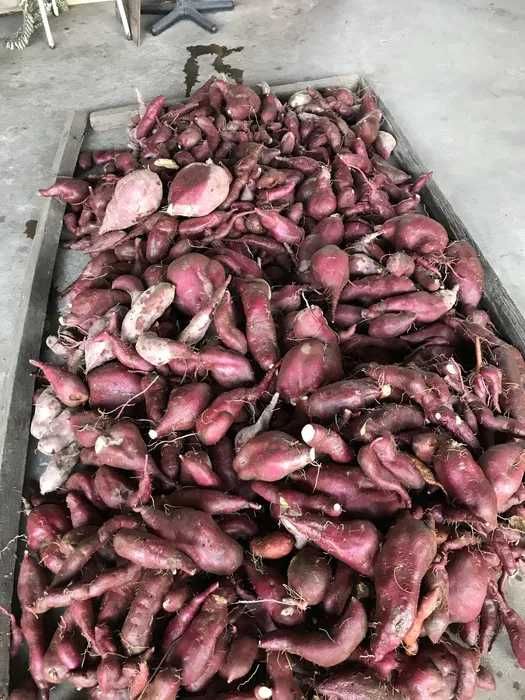 Batata Doce biologica