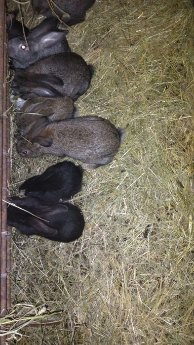 Продаются кролики