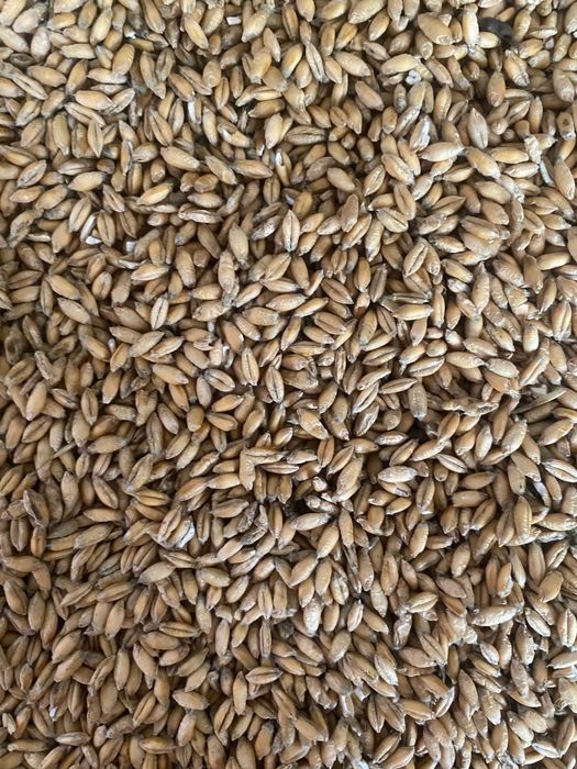 Sprzedam tegoroczne Pszenżyto