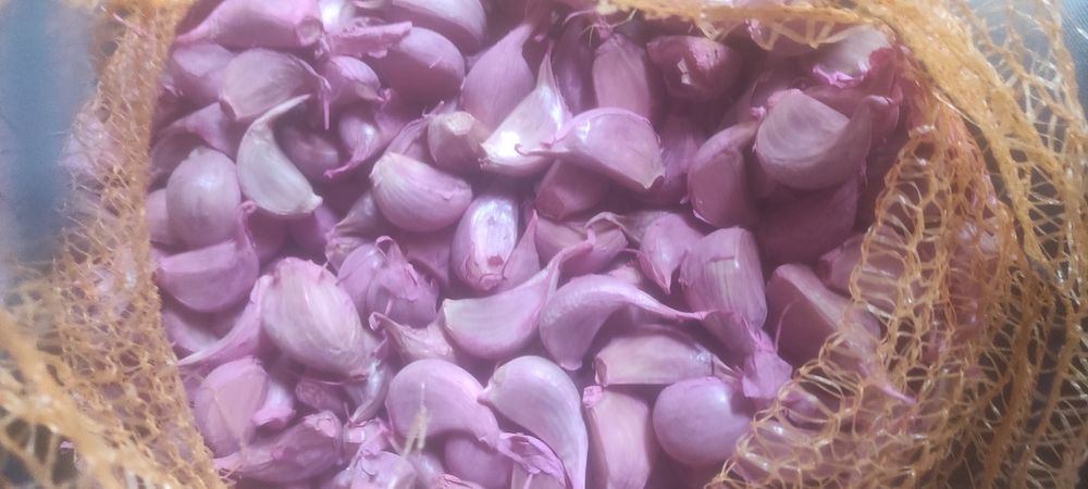 Ząbki czosnku Harnaś