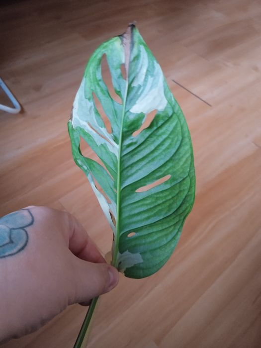 Monstera monkey vageriata