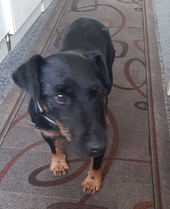 дівчинка безкоштовно