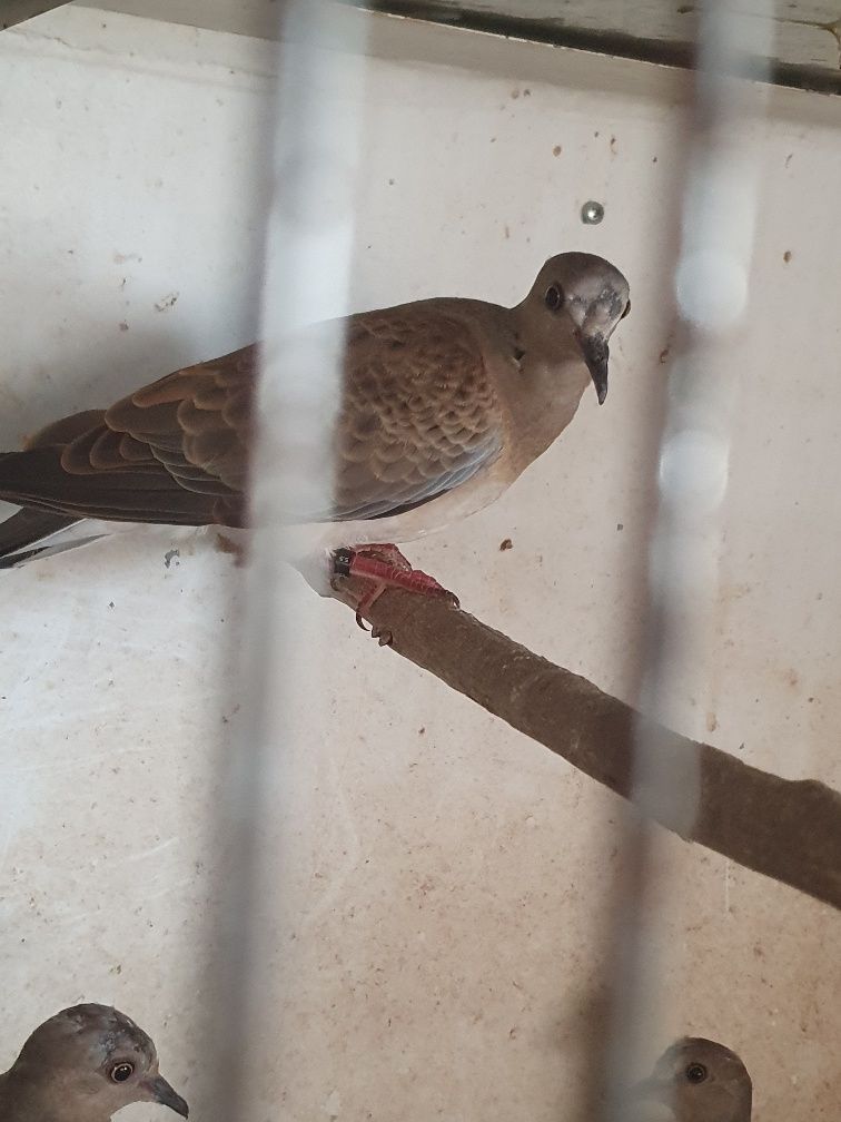 Casal de rolas Streptopelia turtur , preço casal