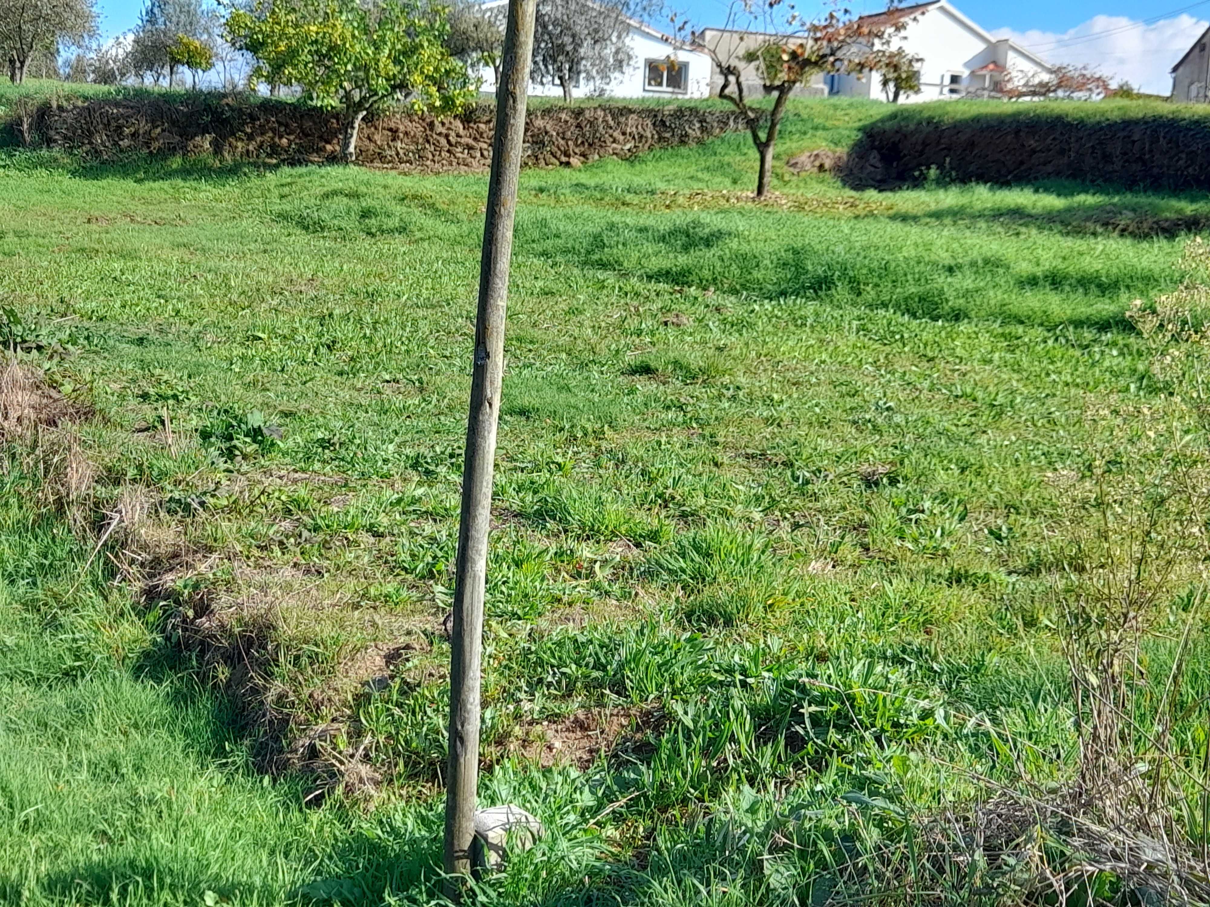 Terreno apenas agrícola. Com 645,95 m2 medido a   GPS.   com  estrada.