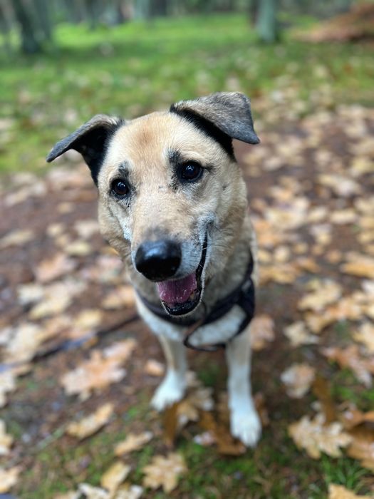 RUDOLF - piękny i spokojny pies