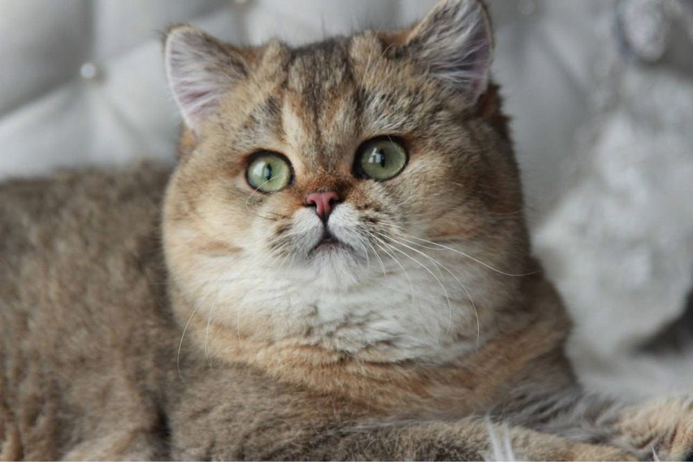 Британский котик