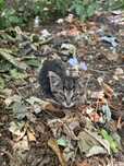 Котенок мальчик 1 месяц