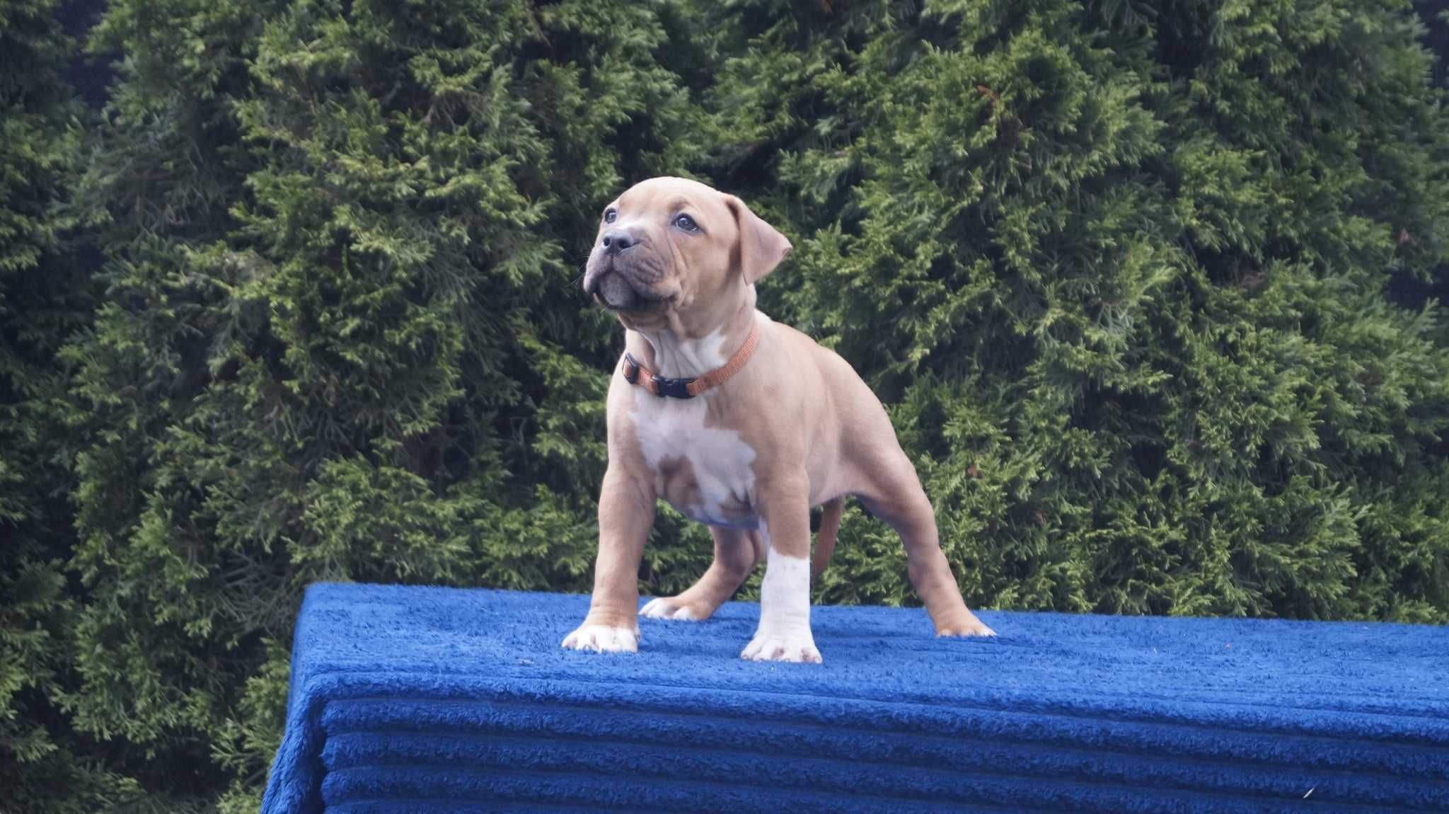 Szczeniaki Amstaff, sunia Esha, rodowód FCI