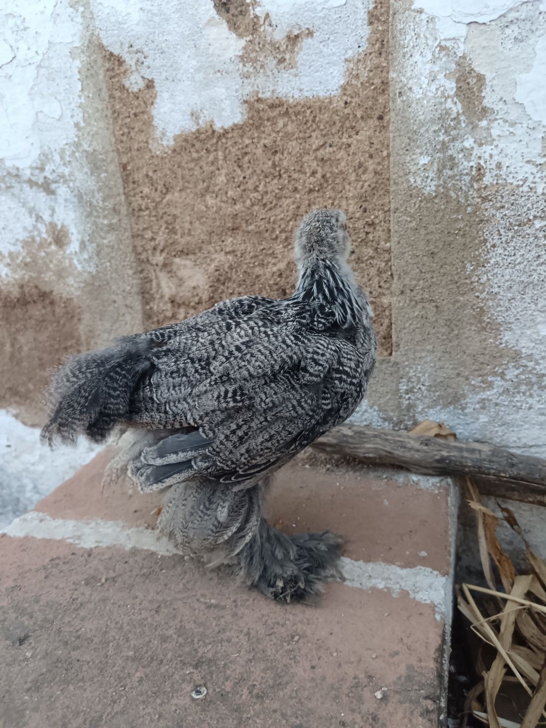 Galo brahma dark