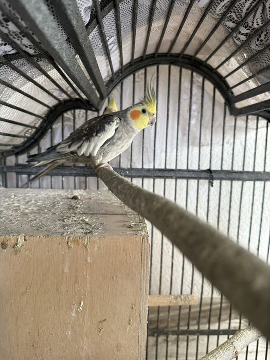 Sprzedam piękne nimfy