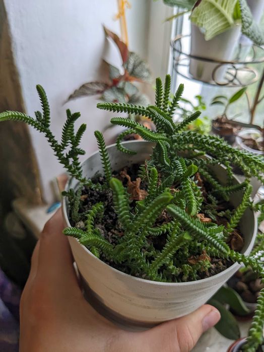 Красула плауновидна