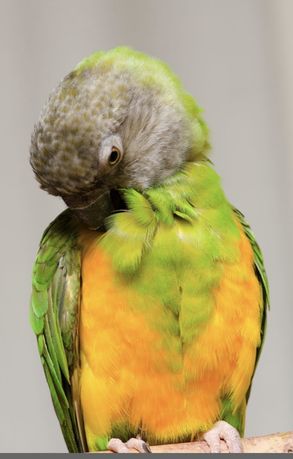 Сенегальский  попугай