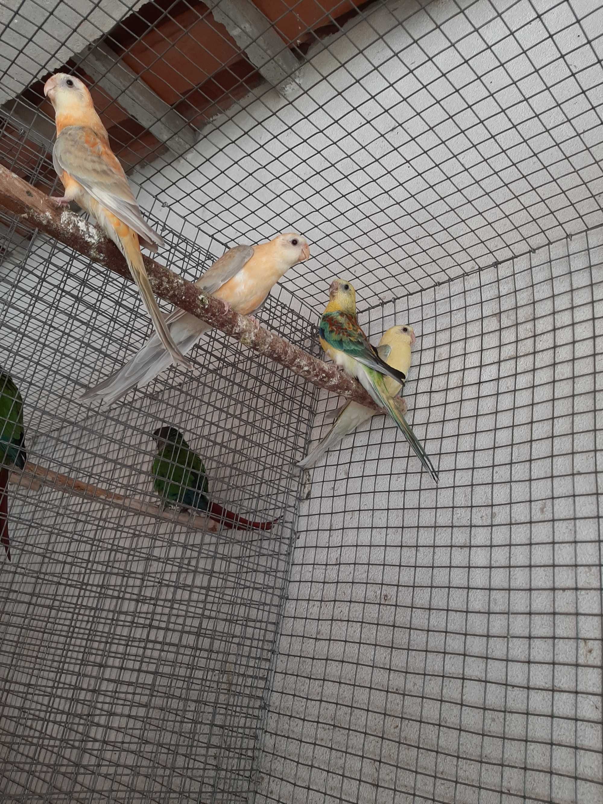 Red rumps deste ano para ceder!!!