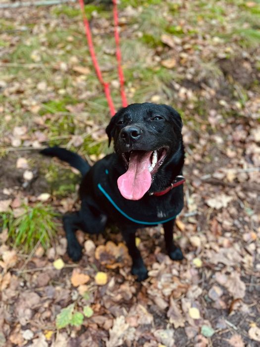 Andor w tyle labrador, młody pies  do adopcji