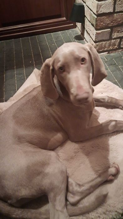 oddam do adopcji wyżła  weimarskiego suczkę