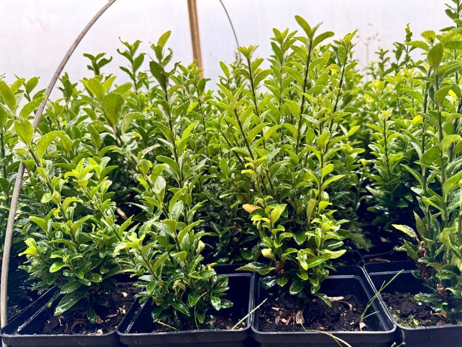 Trzmielina japońska 'Francien' Na Obwódki (Euonymus japonicus)