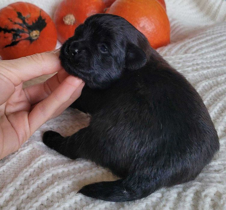 Кругленька малютка дизайнерської породи пом-а-пу. Киянка