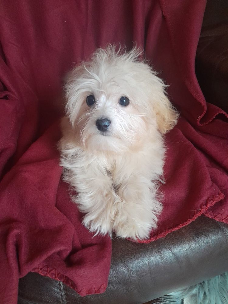 Mini maltipoo suczka maltańczyk pudel toy red gotowa do odbioru